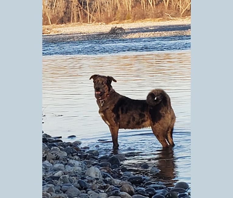 Pepper, an Akita and Rottweiler mix tested with EmbarkVet.com