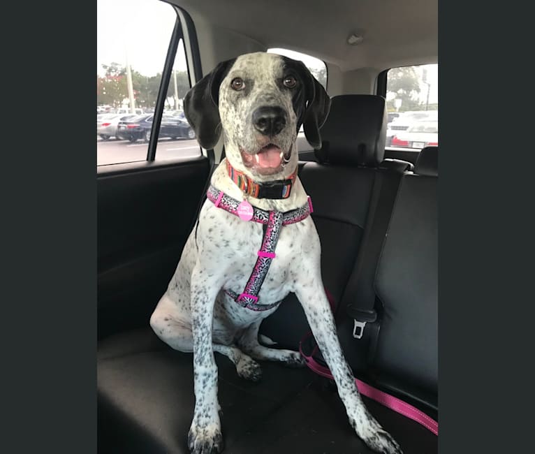 Embark Dog DNA Test Breed