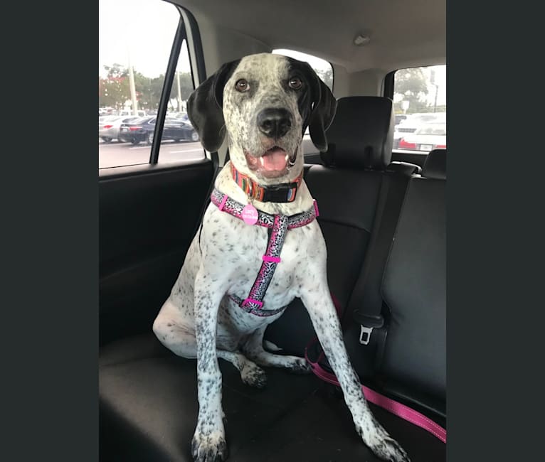 Lucy, an American Pit Bull Terrier and Bluetick Coonhound mix tested with EmbarkVet.com