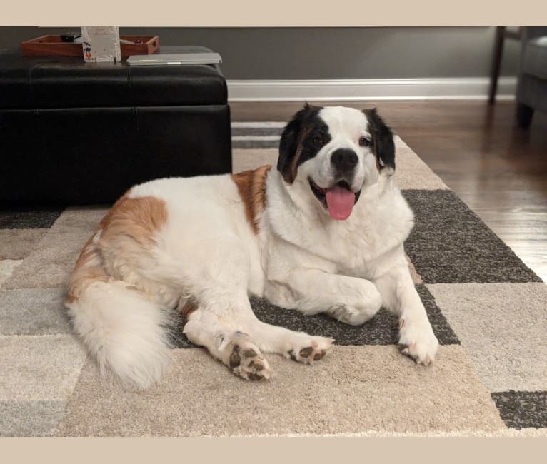 Molly Moo, a Saint Bernard tested with EmbarkVet.com