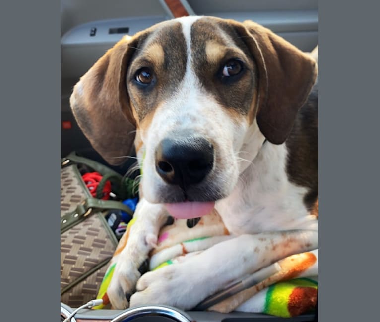 Freddie, a Mountain Cur and American Pit Bull Terrier mix tested with EmbarkVet.com