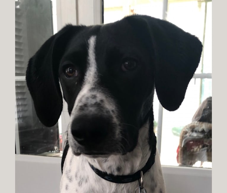 Callie, a Treeing Walker Coonhound and Border Collie mix tested with EmbarkVet.com