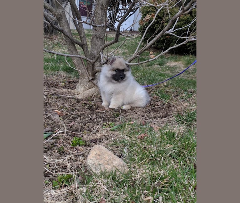 Koda, a Keeshond tested with EmbarkVet.com