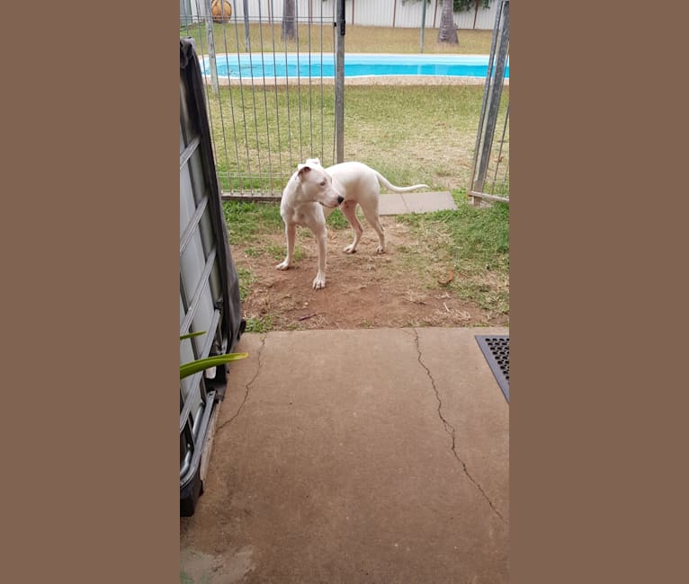 Photo of Zeus, an American Pit Bull Terrier, Australian Cattle Dog, Border Collie, and Boxer mix in Rockhampton, Queensland, Australia