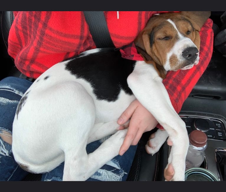 Luna, a Treeing Walker Coonhound tested with EmbarkVet.com