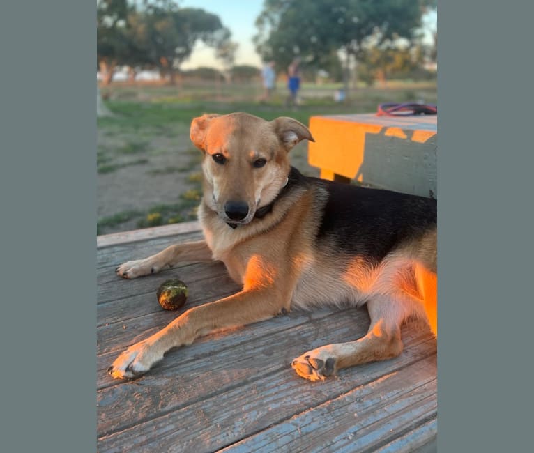 Shainee, a German Shepherd Dog and Australian Cattle Dog mix tested with EmbarkVet.com