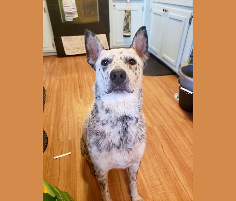 Bowie, an Australian Cattle Dog and Border Collie mix tested with EmbarkVet.com