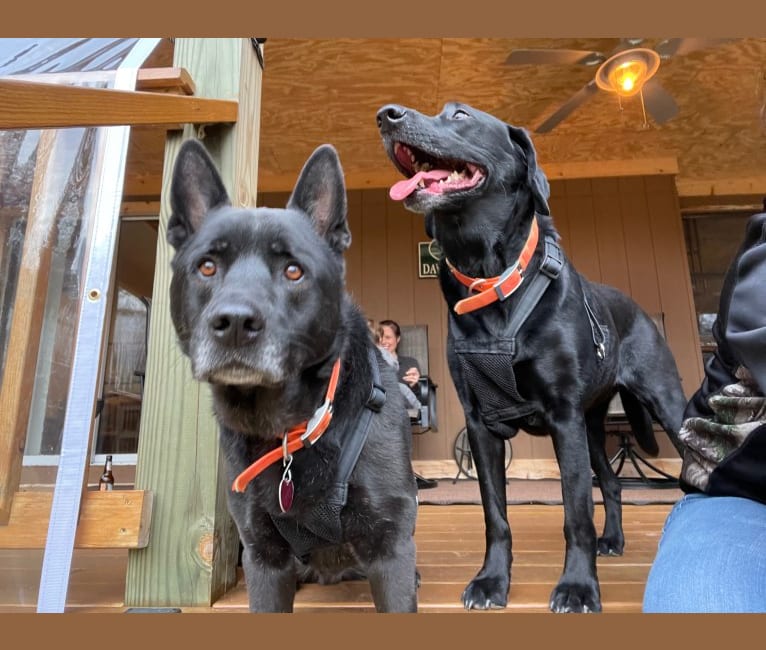 Photo of Amos, a Norwegian Elkhound, American Pit Bull Terrier, and Chow Chow mix in Wardensville, West Virginia, USA