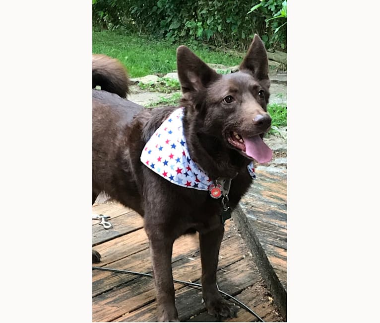 Marshall, a Norwegian Elkhound and Labrador Retriever mix tested with EmbarkVet.com