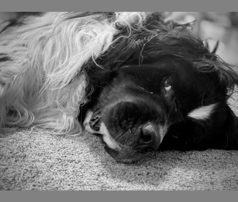 Huey, a Newfoundland tested with EmbarkVet.com
