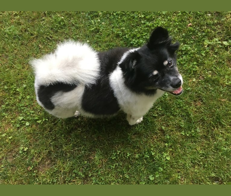 Piper, an American Eskimo Dog and Pomeranian mix tested with EmbarkVet.com