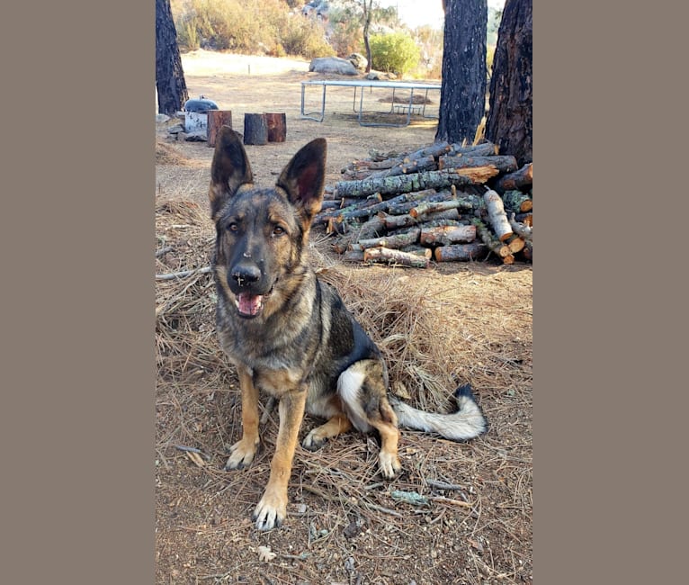 Stella, a German Shepherd Dog tested with EmbarkVet.com