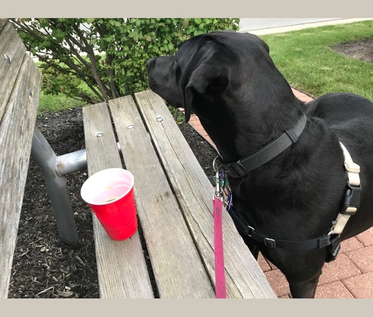 Yogi, a Labrador Retriever and Coonhound mix tested with EmbarkVet.com