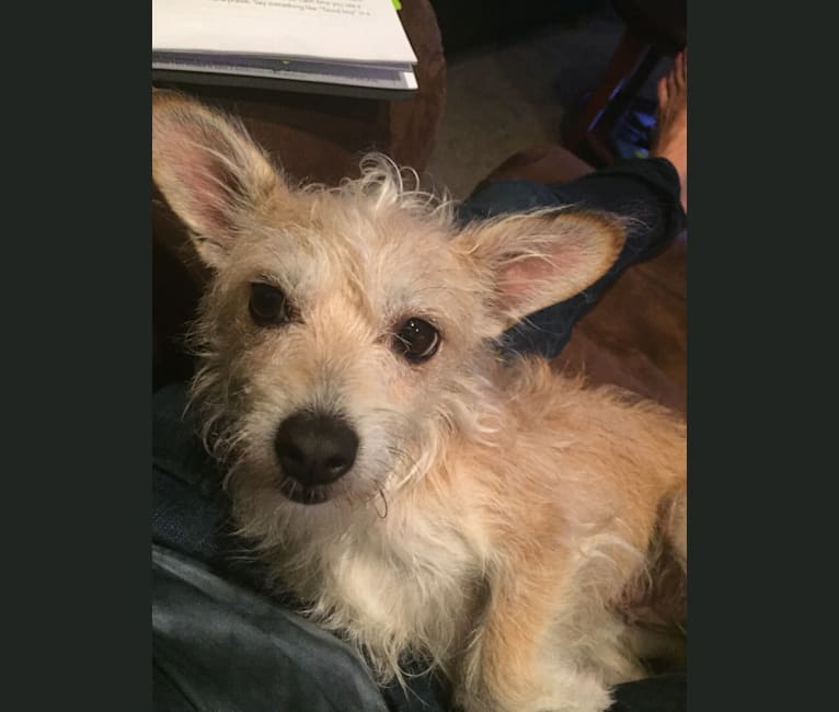 Wire haired rat terrier chihuahua mix discount