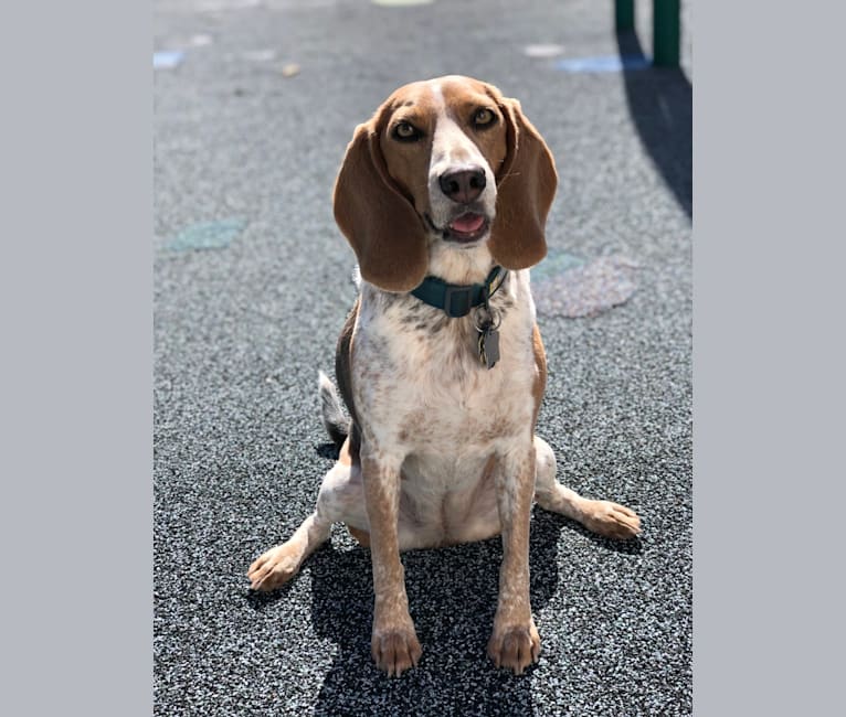 Trixie, a Beagle tested with EmbarkVet.com