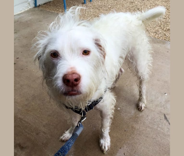 Fitz, an American Pit Bull Terrier and Shih Tzu mix tested with EmbarkVet.com