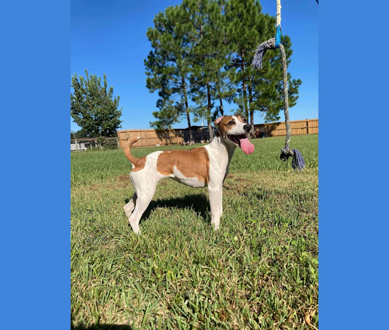Scoot, a Russell-type Terrier tested with EmbarkVet.com