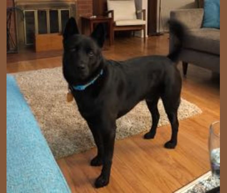 Black german shepherd chow mix sales