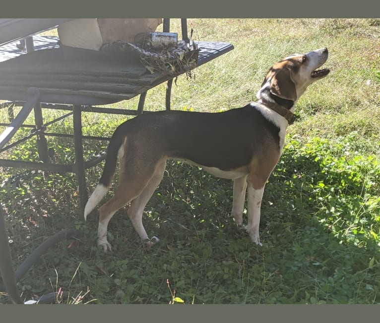 Photo of Charlotte, an American Foxhound  in Chase City, Virginia, USA