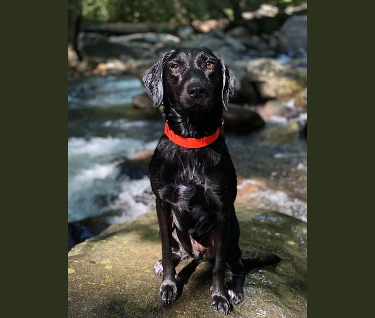 Curiosity Blue, a Labrador Retriever and Australian Shepherd mix tested with EmbarkVet.com