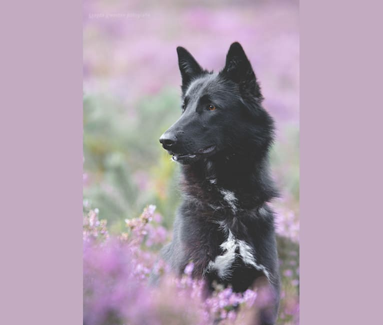 Roek, a Belgian Sheepdog and Alaskan Malamute mix tested with EmbarkVet.com