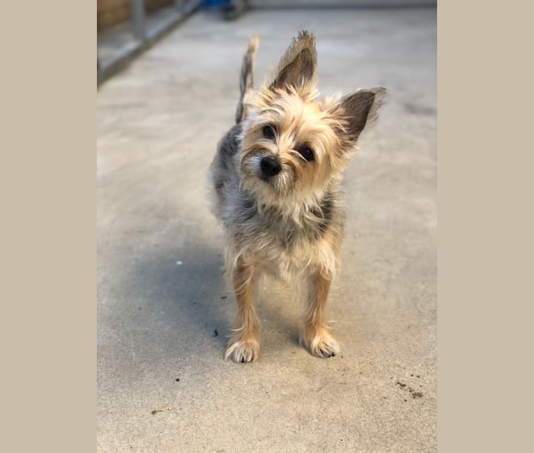 Yorkie cairn terrier sales