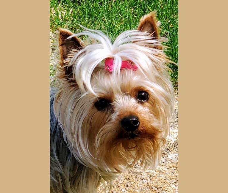 Peanut, a Yorkshire Terrier tested with EmbarkVet.com