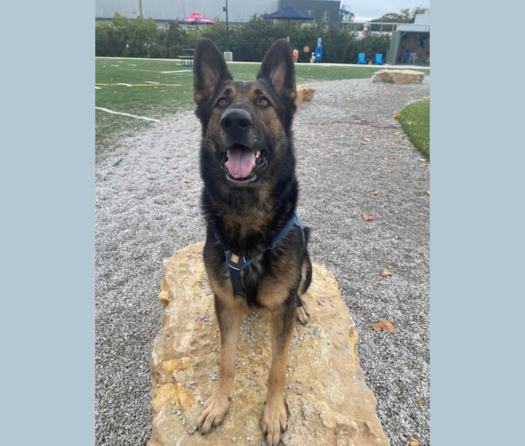 Taz, a German Shepherd Dog tested with EmbarkVet.com