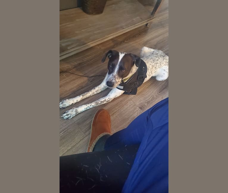 Milo, a Border Collie and Pointer mix tested with EmbarkVet.com