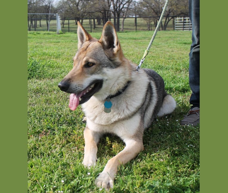 Alamo Dog Cat Hospital San Antonio Tx 78221 لم يسبق له مثيل