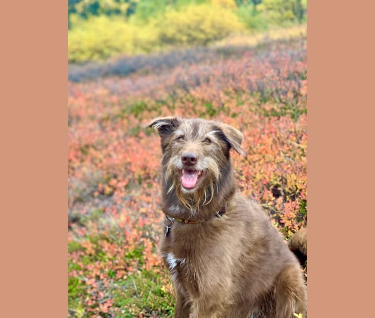 Max, a Poodle (Standard) and Siberian Husky mix tested with EmbarkVet.com