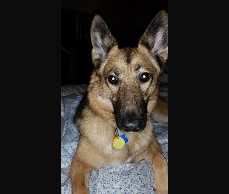 Lola, a German Shepherd Dog tested with EmbarkVet.com