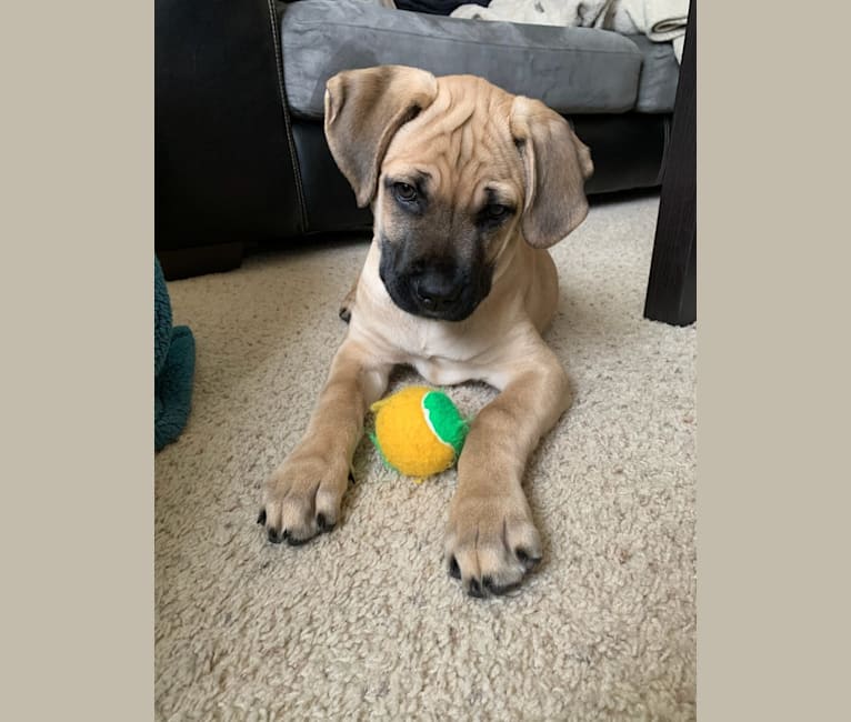 Oscar, a Cane Corso tested with EmbarkVet.com