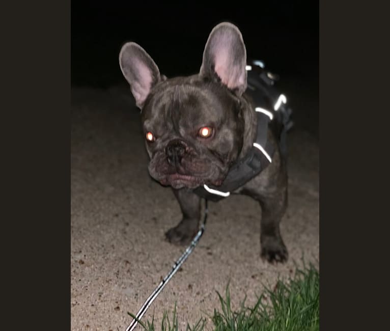 Nardo, a French Bulldog tested with EmbarkVet.com