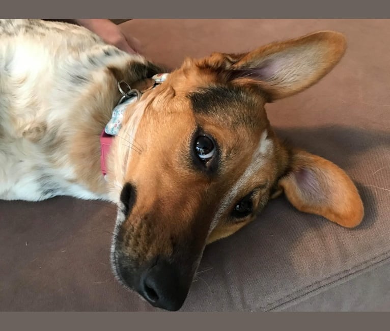 Tulip, an Eastern European Village Dog and English Setter mix tested with EmbarkVet.com