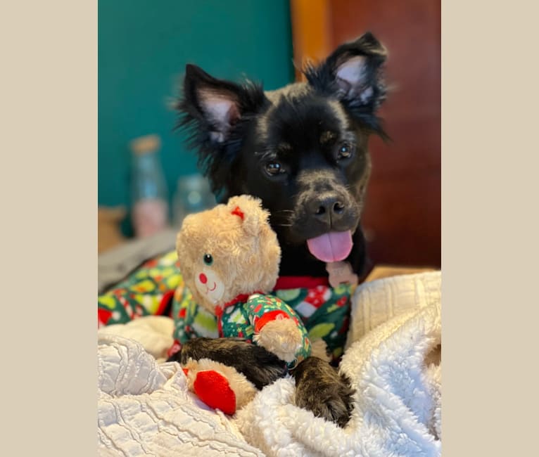Teddy bear cheap pug mix
