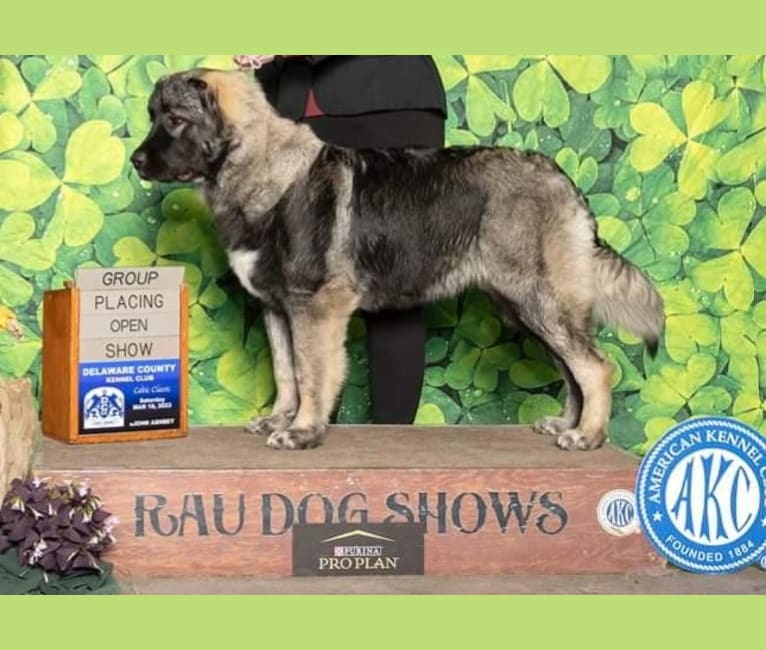 Iris, a Caucasian Ovcharka and Saint Bernard mix tested with EmbarkVet.com