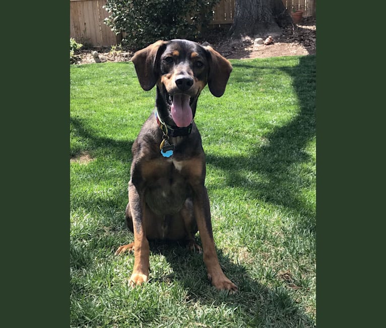George, a Coonhound and German Shepherd Dog mix tested with EmbarkVet.com