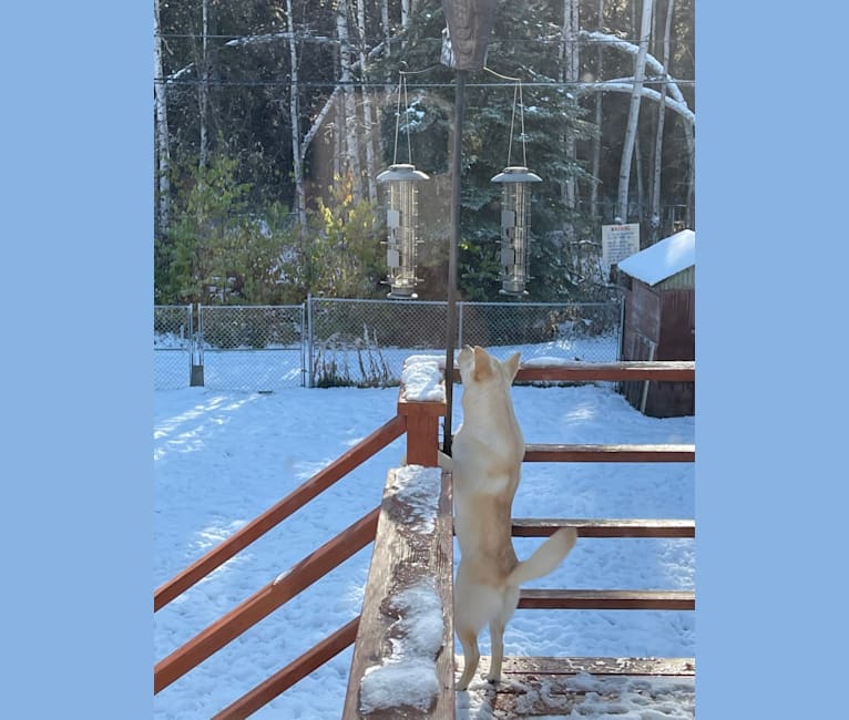 Photo of Nala, a Labrador Retriever, Chow Chow, and American Eskimo Dog mix in Nulato, Alaska, USA