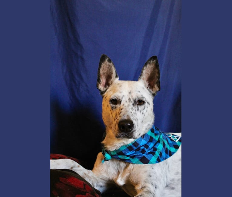 Bowie, an Australian Cattle Dog and Border Collie mix tested with EmbarkVet.com