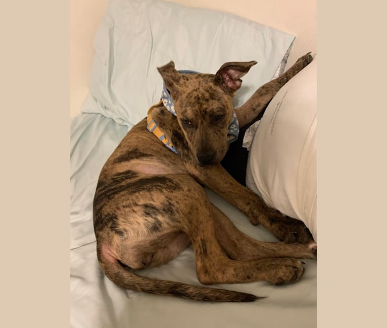 Photo of Circe McQuade, an American Pit Bull Terrier, Catahoula Leopard Dog, and American Staffordshire Terrier mix in Lafayette, Louisiana, USA