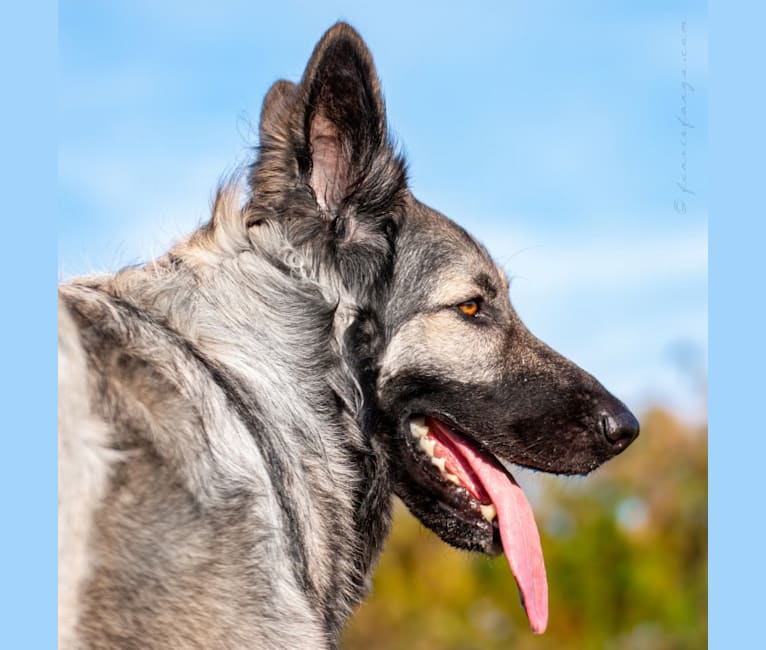 GEMMA, a German Shepherd Dog tested with EmbarkVet.com