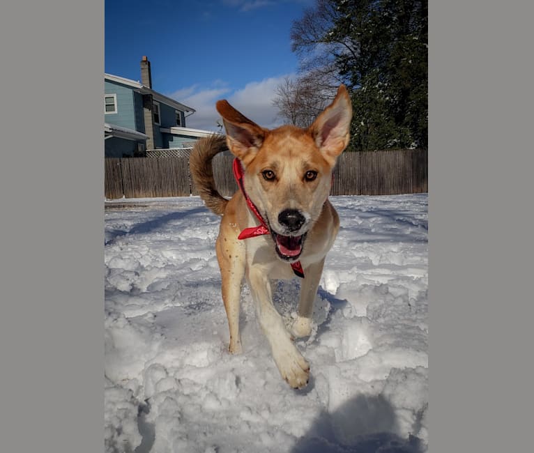 Link, a Siberian Husky and Golden Retriever mix tested with EmbarkVet.com