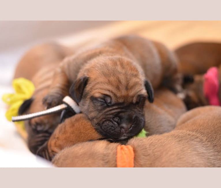 Dakarai, a Boerboel tested with EmbarkVet.com