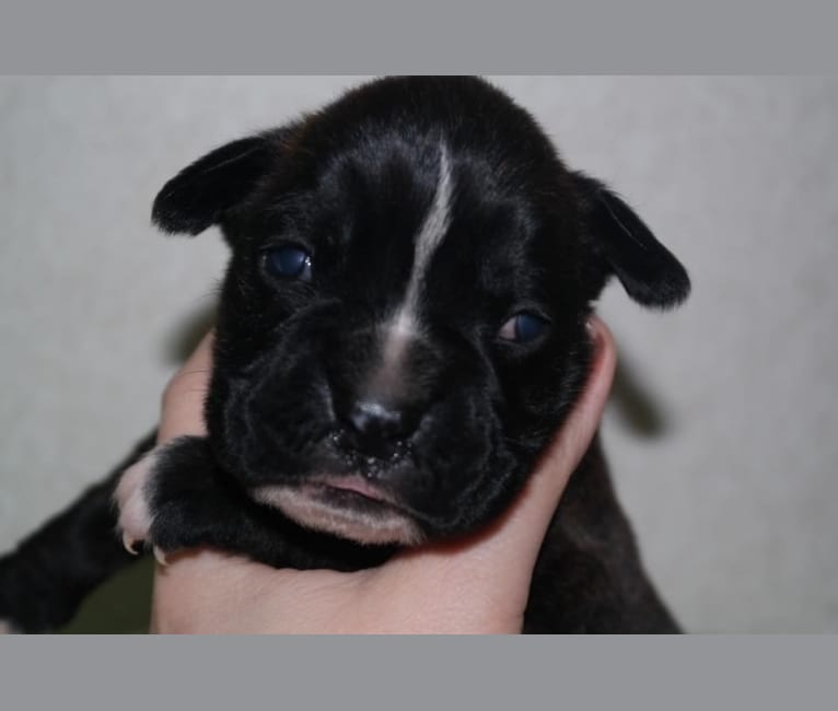Murray, a Boxer tested with EmbarkVet.com