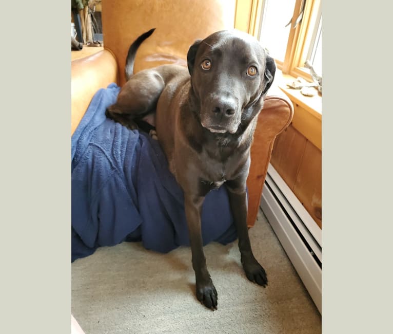Bode, a Labrador Retriever and Coonhound mix tested with EmbarkVet.com