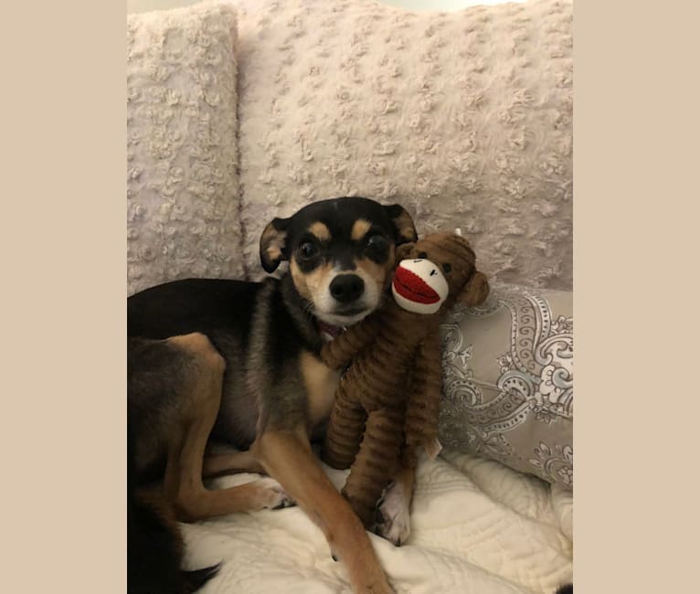 Embark Dog DNA Test Breed