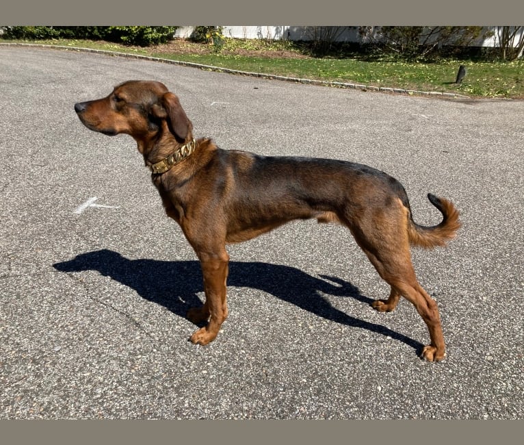 Milo, a Rottweiler and Golden Retriever mix tested with EmbarkVet.com