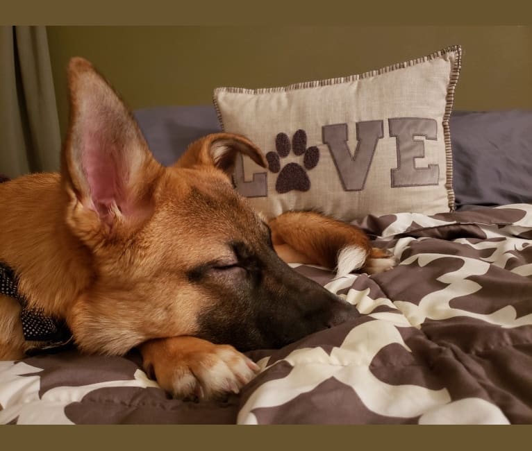 Chance, a German Shepherd Dog and American Pit Bull Terrier mix tested with EmbarkVet.com