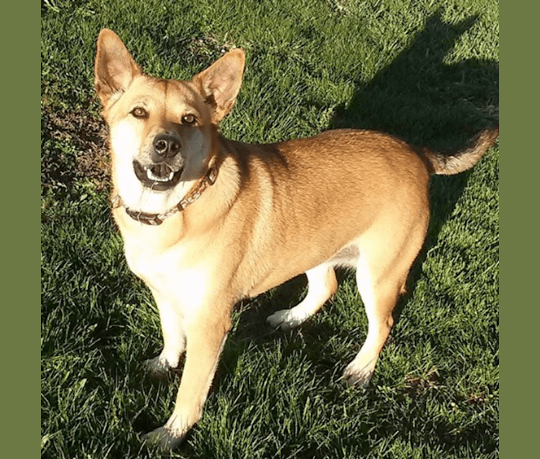 Nanako, an Australian Cattle Dog and Border Collie mix tested with EmbarkVet.com